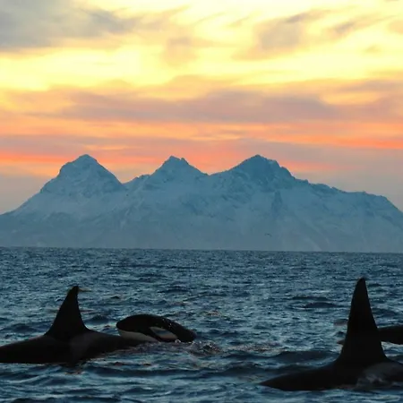 Апартаменты Fishermans View Lofoten